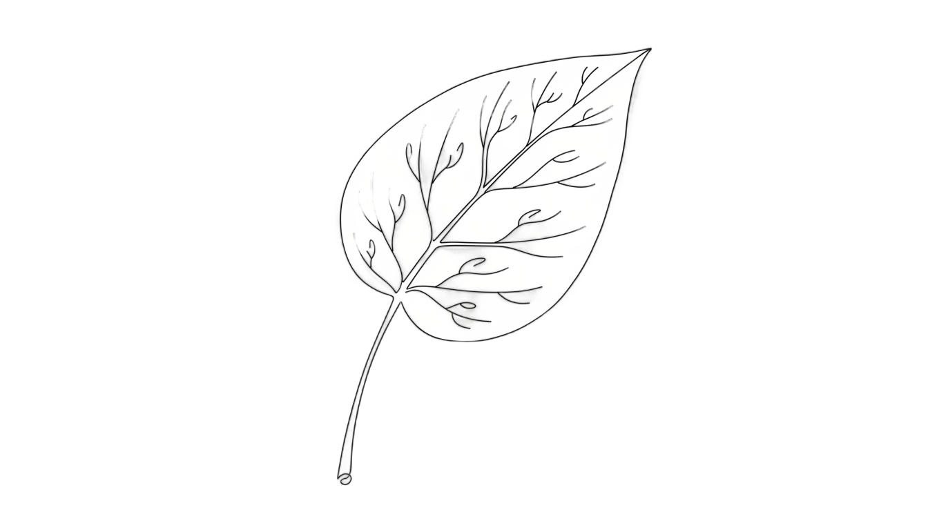 aesthetic leaf line art png PNG transparent background