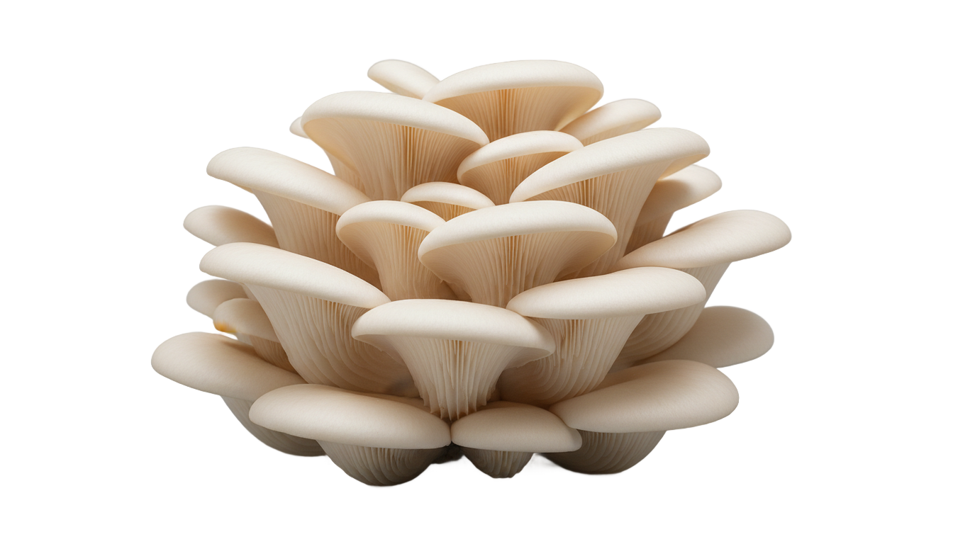 white oyster mushroom png PNG transparent background
