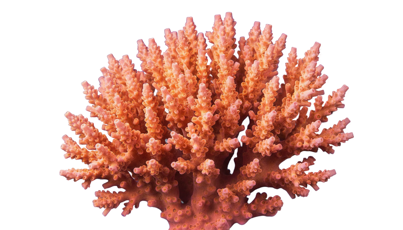 png to coral PNG transparent background