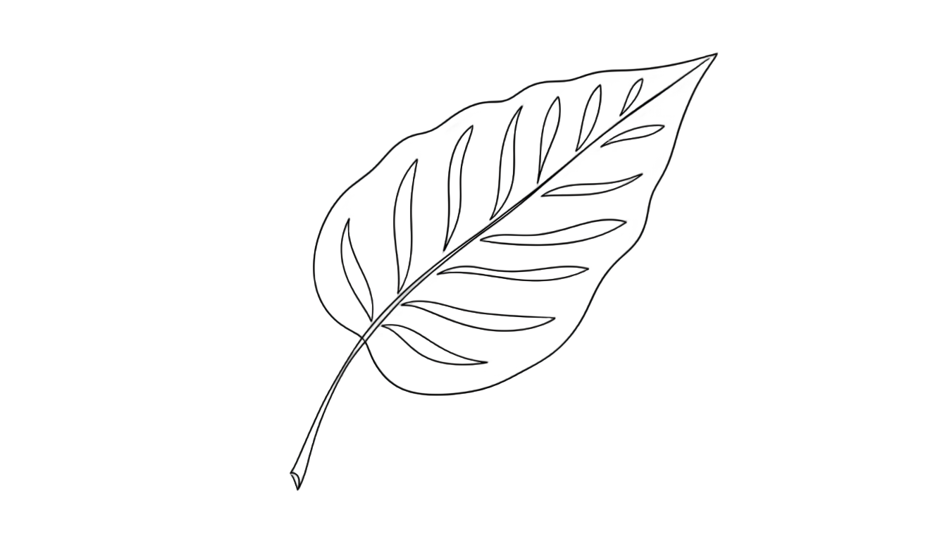 aesthetic leaf line art png PNG transparent background