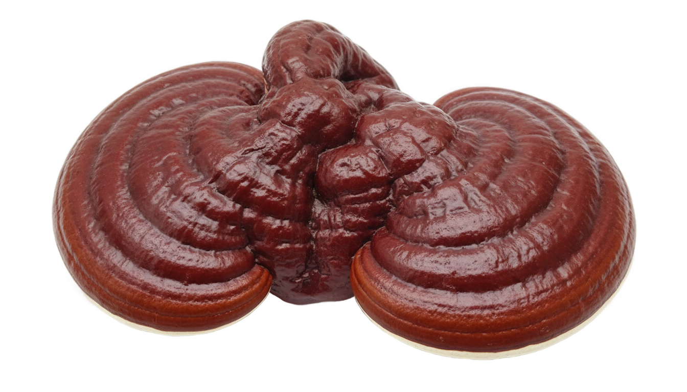 reishi mushroom png PNG transparent background