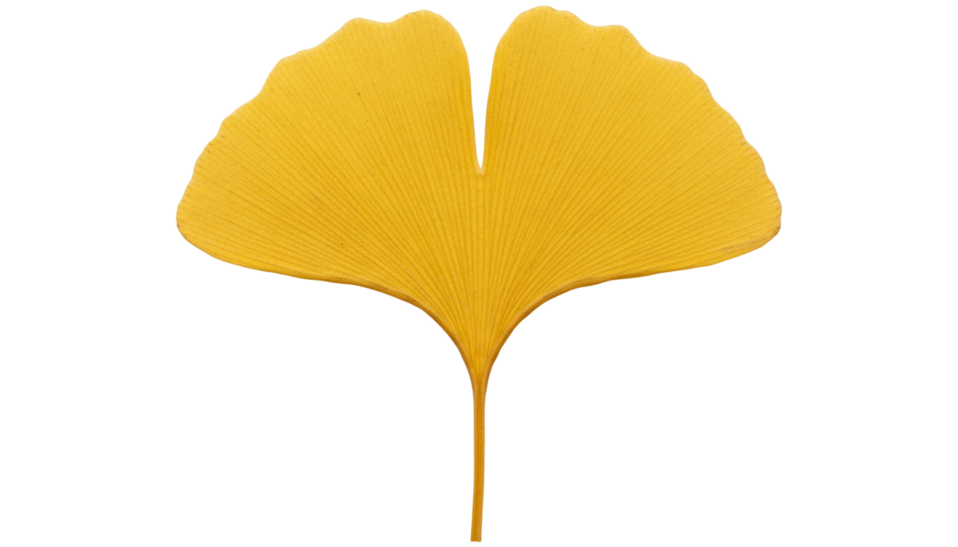 ginkgo leaf png PNG transparent background