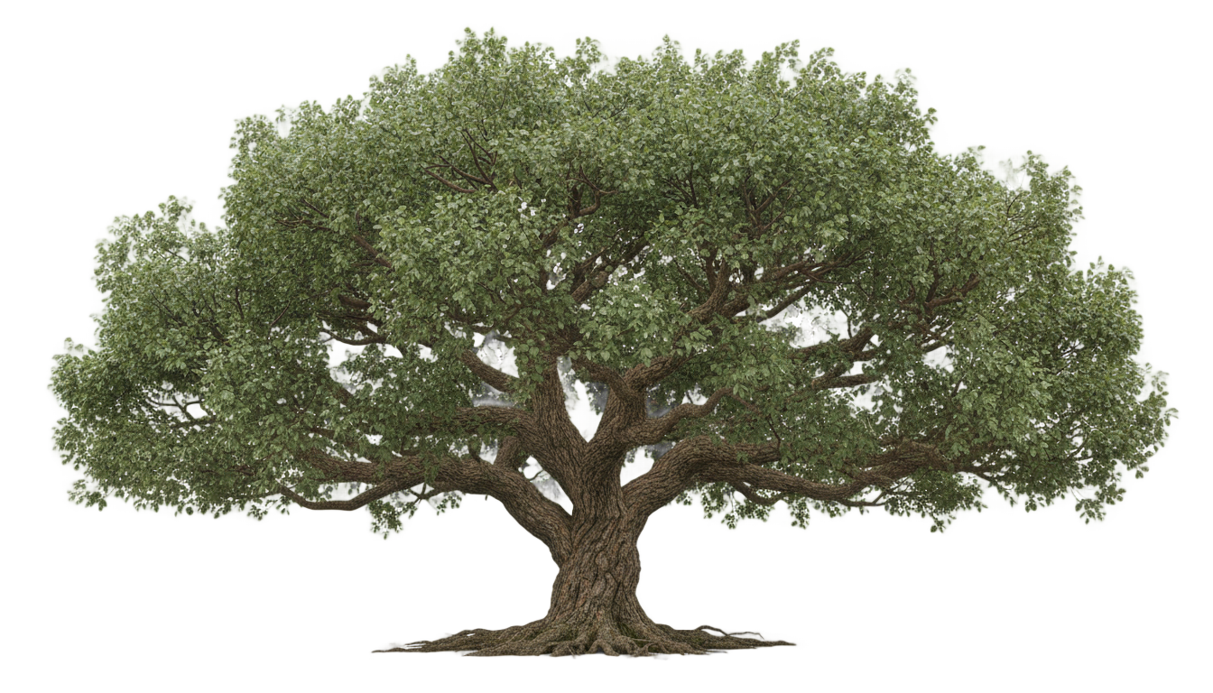 realistic tree png PNG transparent background