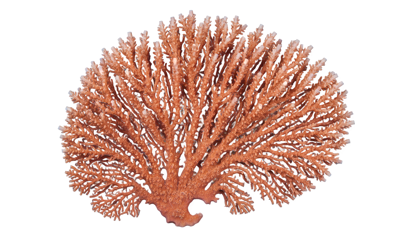 coral icon png PNG transparent background