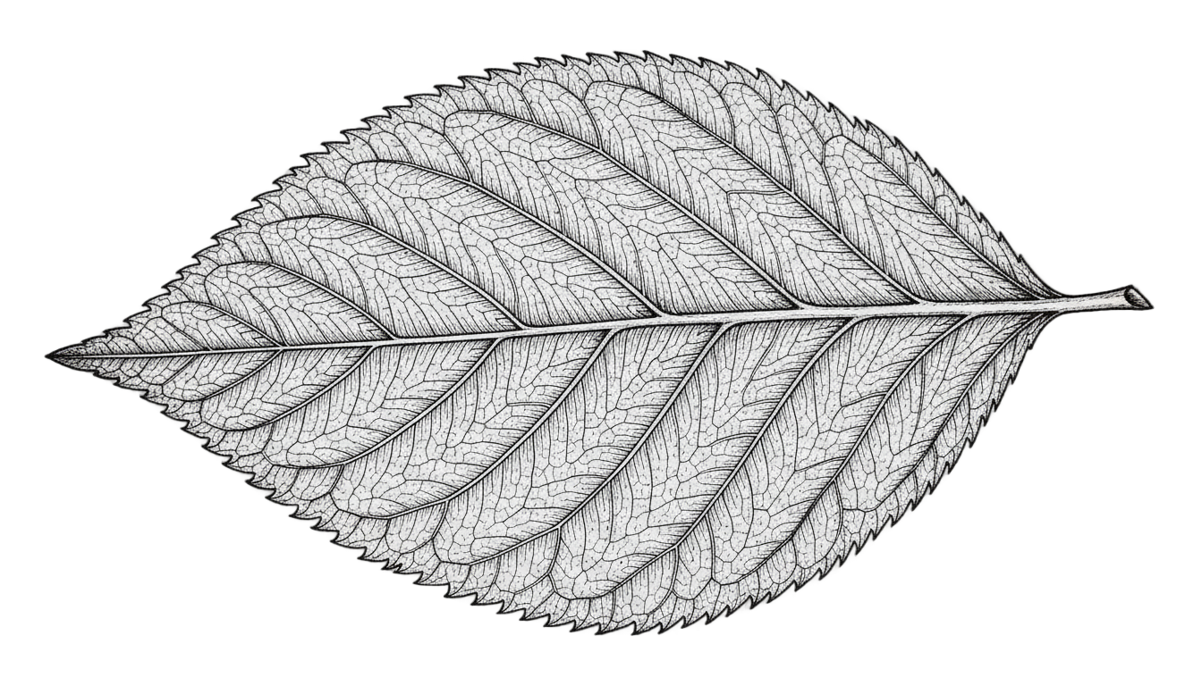 leaf png black and white PNG transparent background