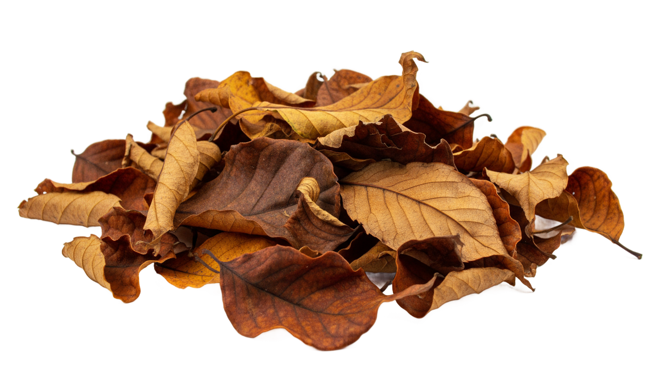 leaf litter png PNG transparent background
