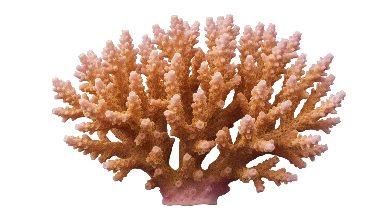 real coral png PNG transparent background