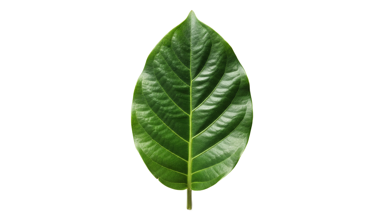 leaf png clipart PNG transparent background