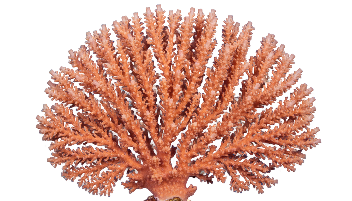 coral icon png PNG transparent background
