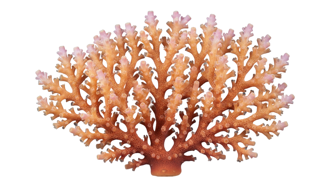 coral design png PNG transparent background