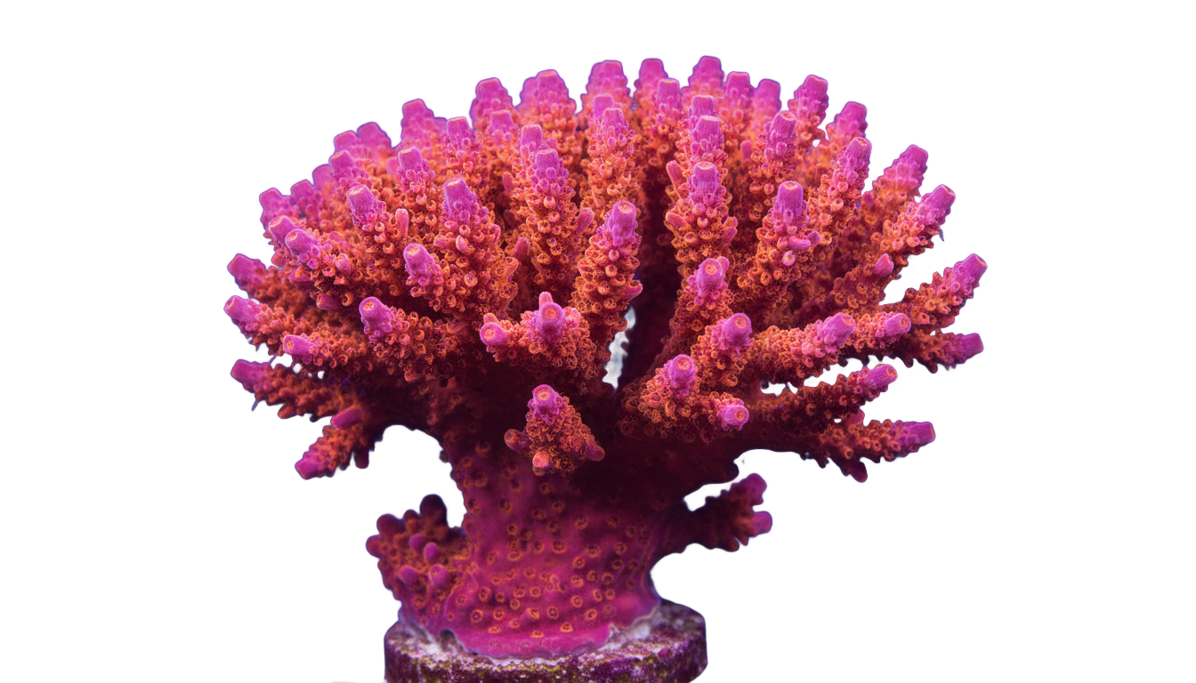 coral gif png PNG transparent background