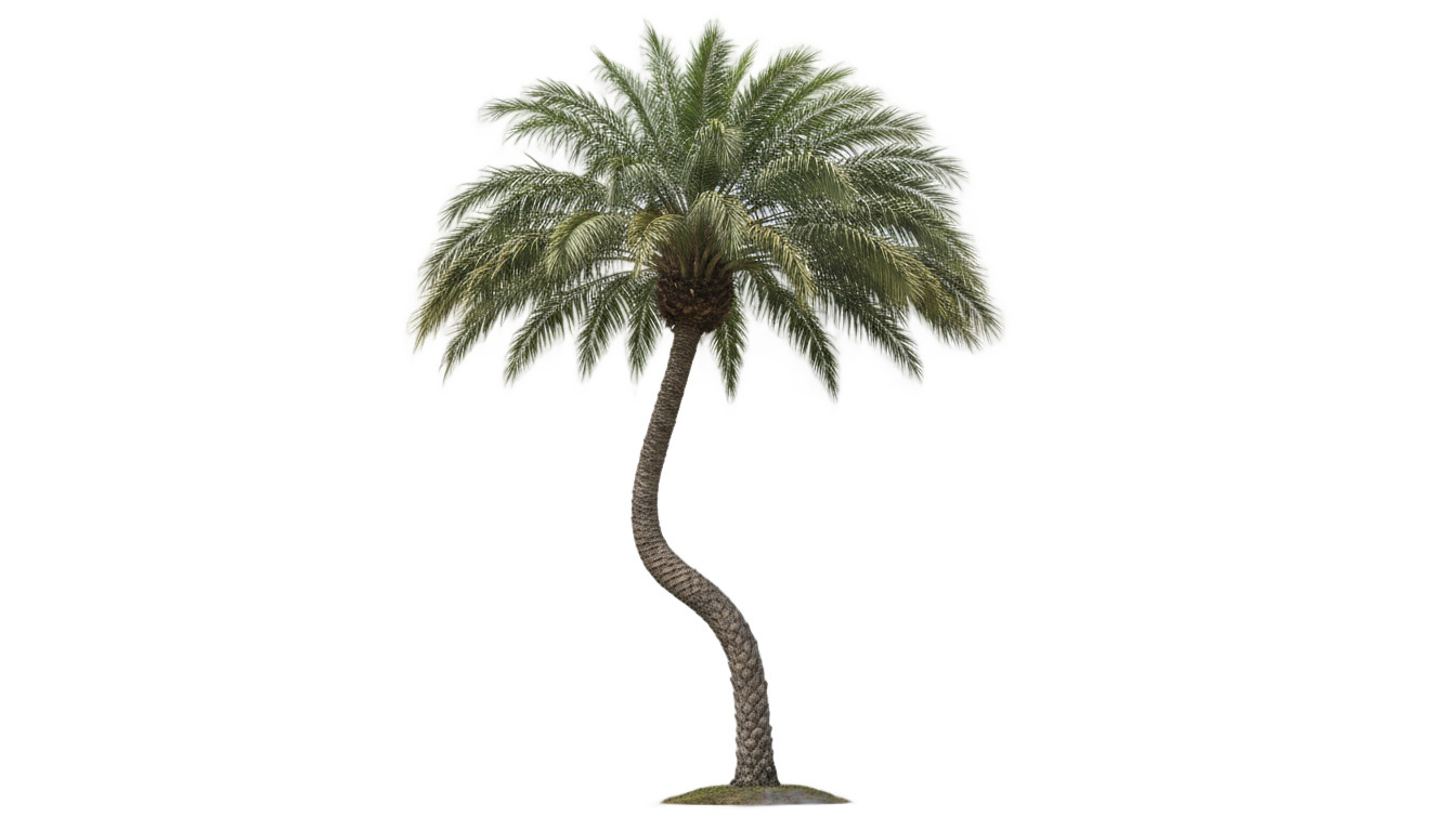 palm tree clipart png PNG transparent background