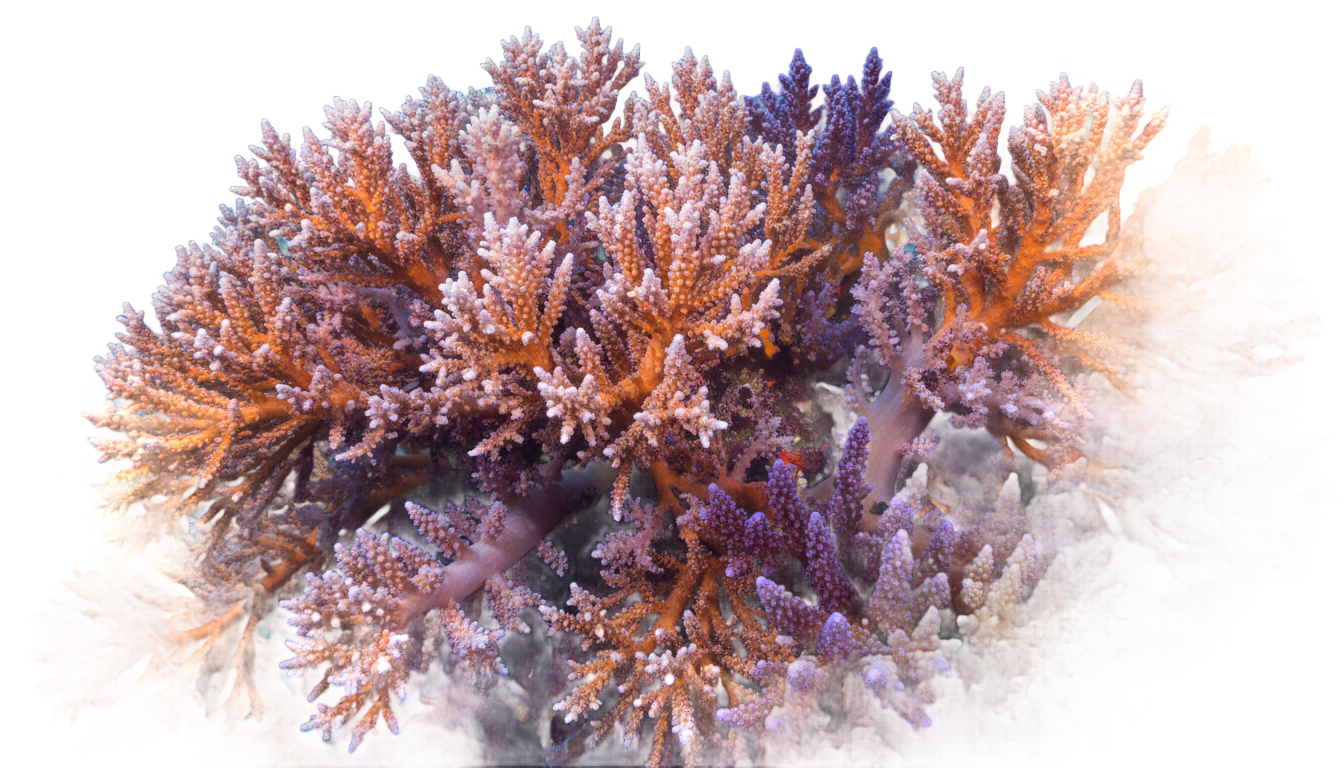 coral reef png PNG transparent background