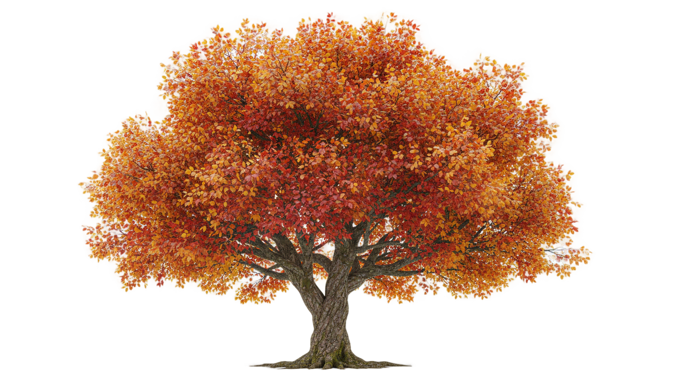 autumn tree png PNG transparent background