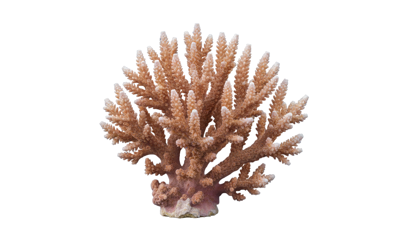 coral illustration png PNG transparent background