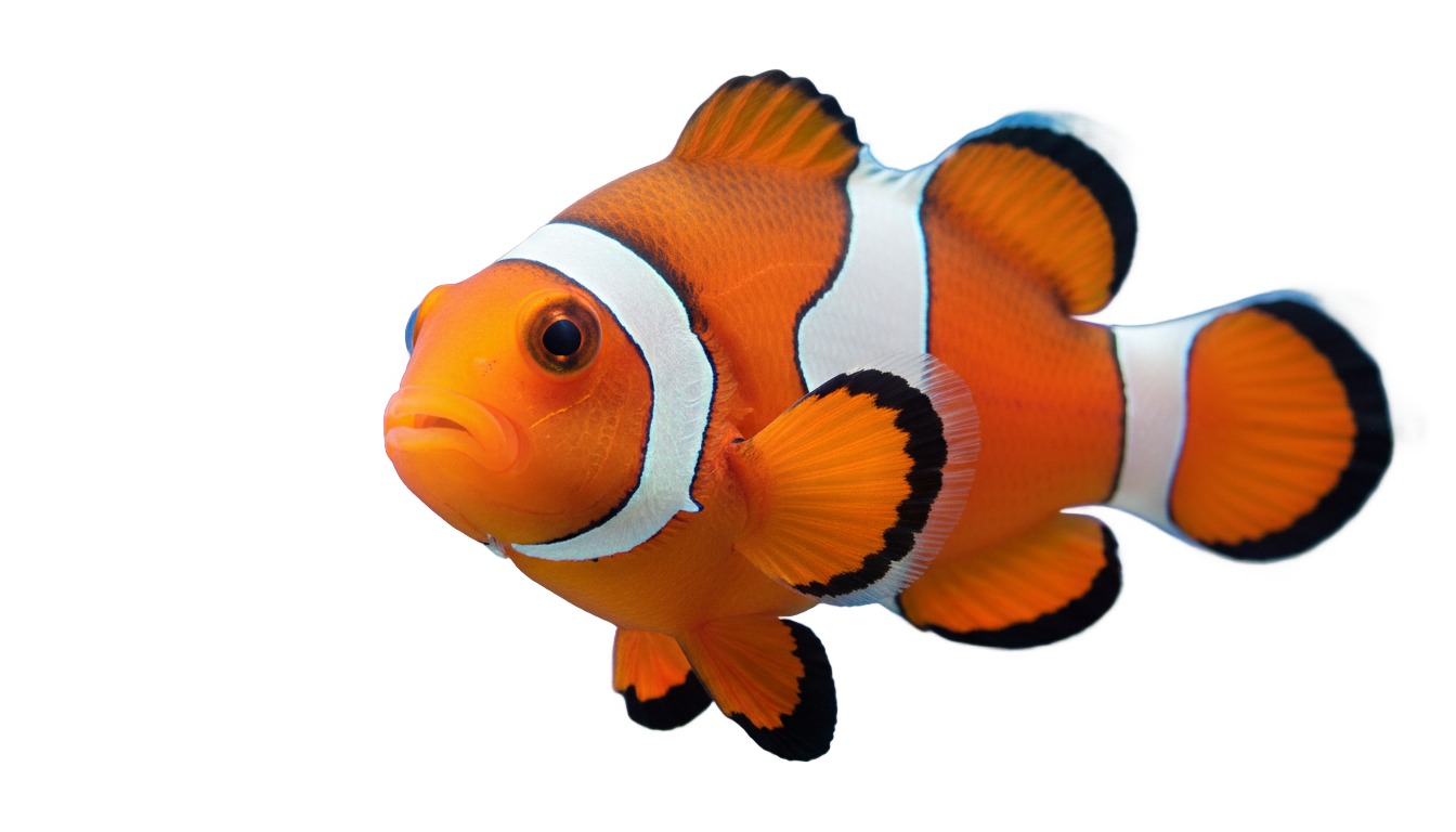coral reef fish png PNG transparent background