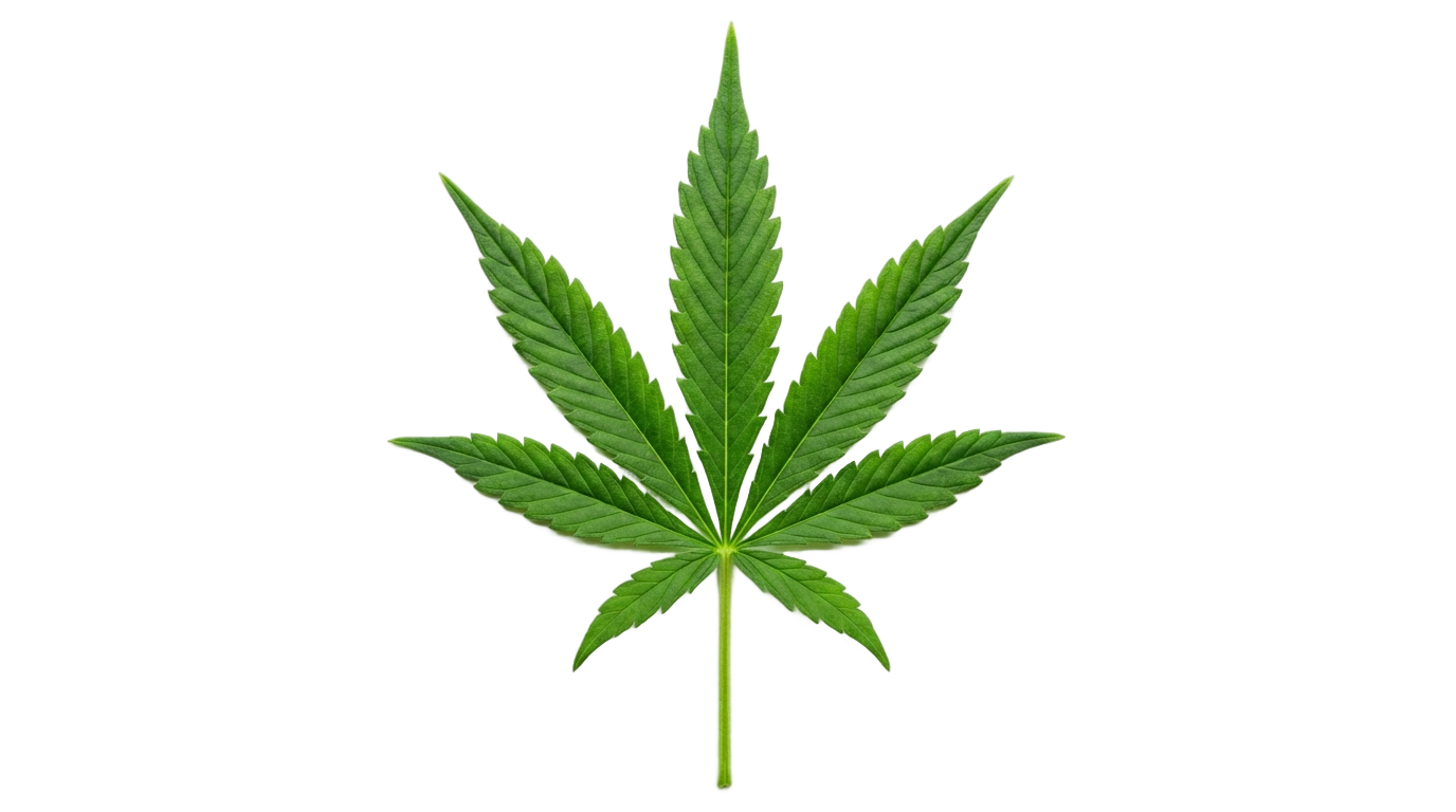 weed leaf png PNG transparent background