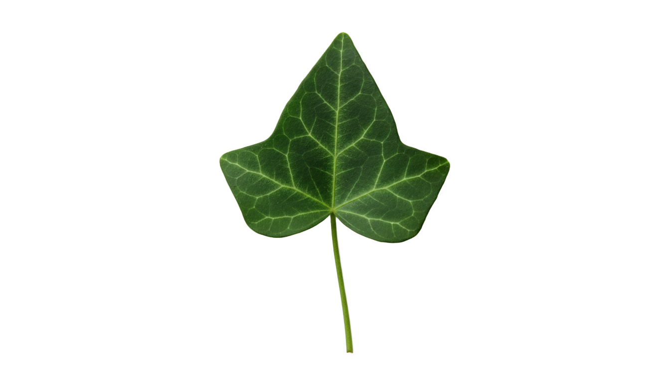 ivy leaf png PNG transparent background