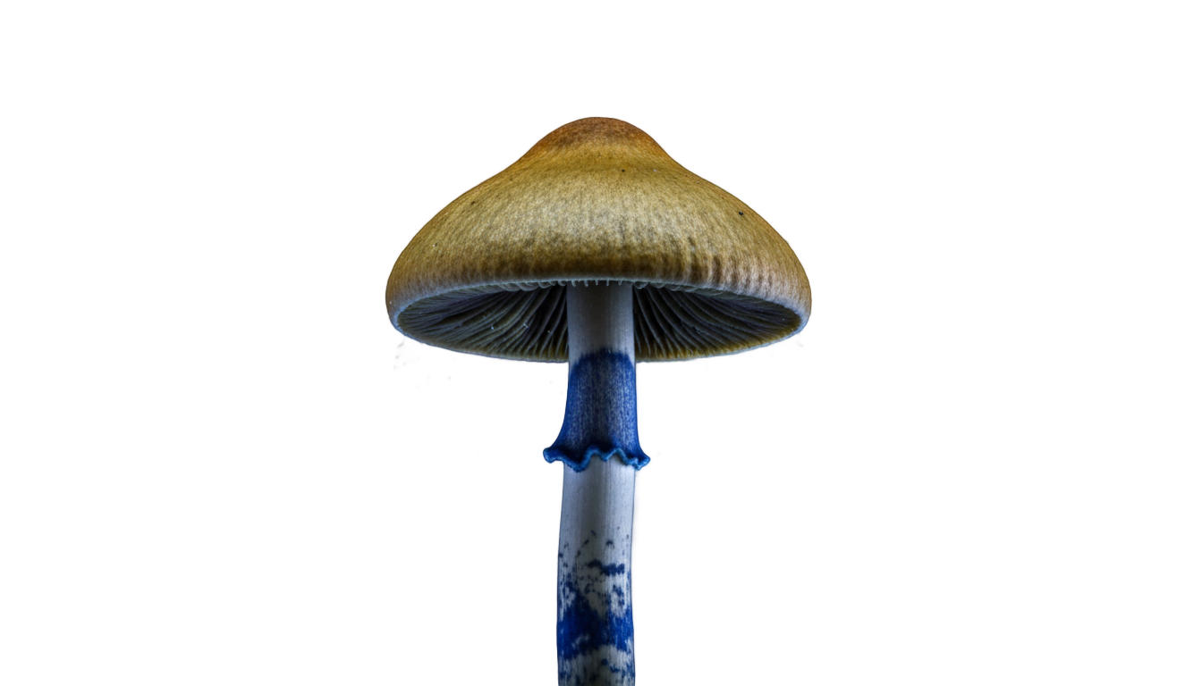 psychedelic mushroom png PNG transparent background
