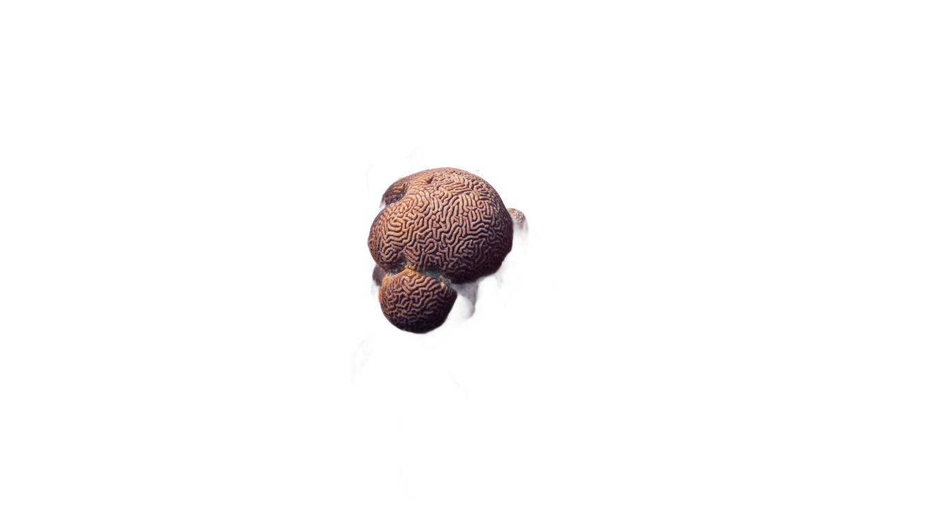 coral reef png PNG transparent background