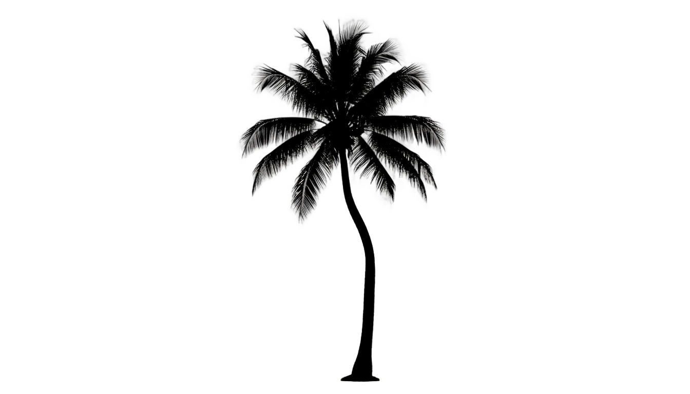 black palm tree png PNG transparent background