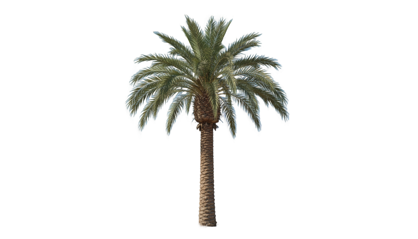 desert palm tree png PNG transparent background