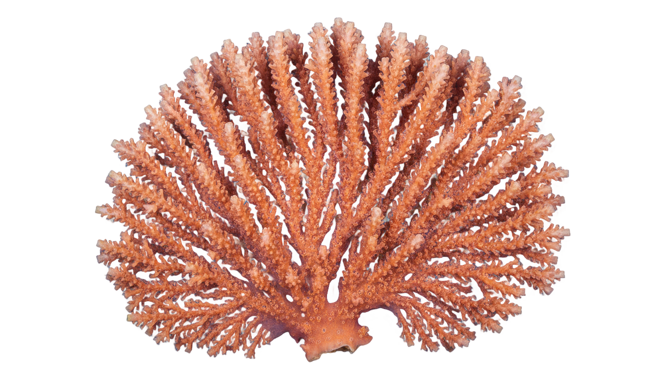 coral icon png PNG transparent background
