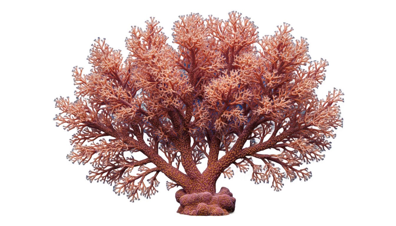 coral discoverer png PNG transparent background