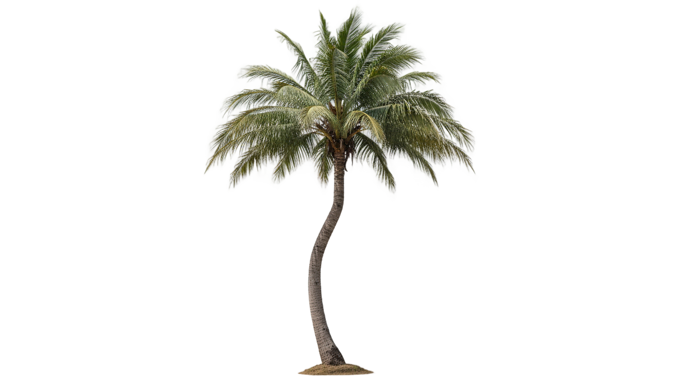 palm tree clipart png PNG transparent background