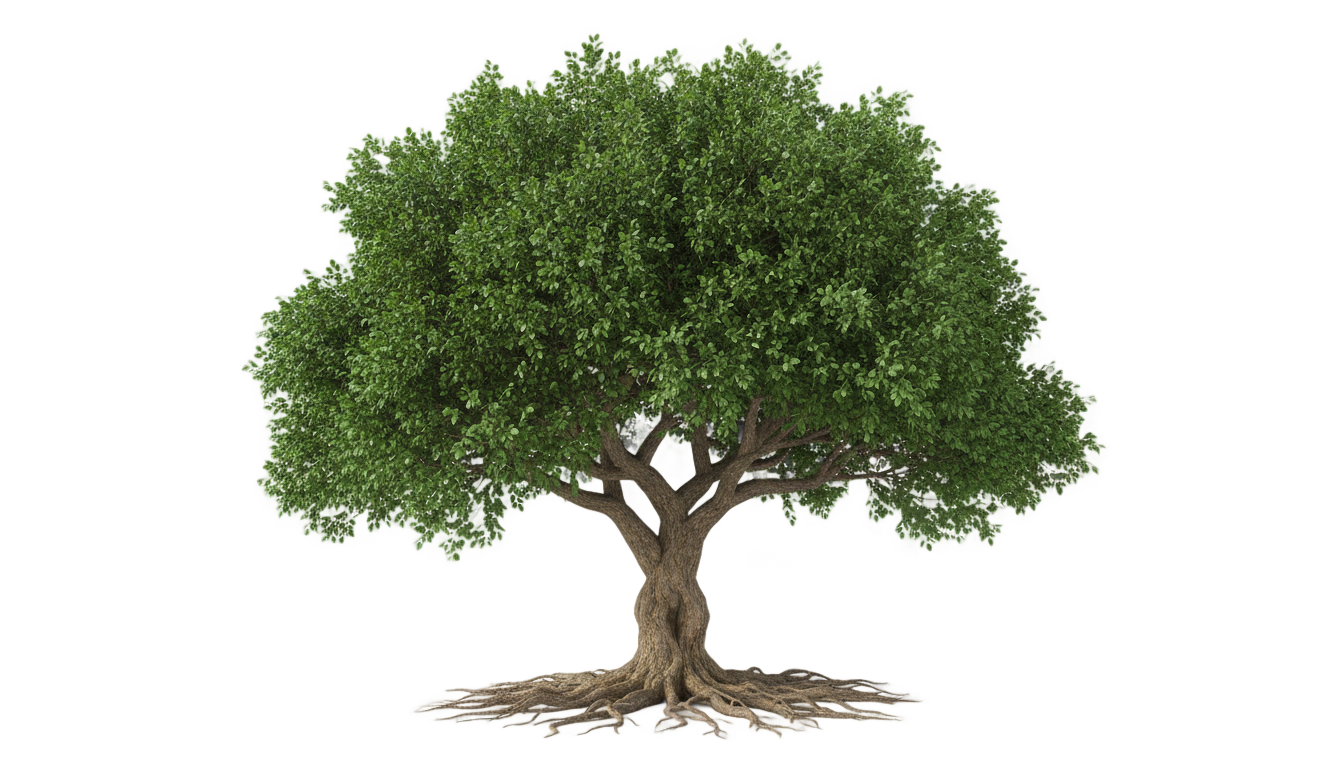 family reunion tree png PNG transparent background