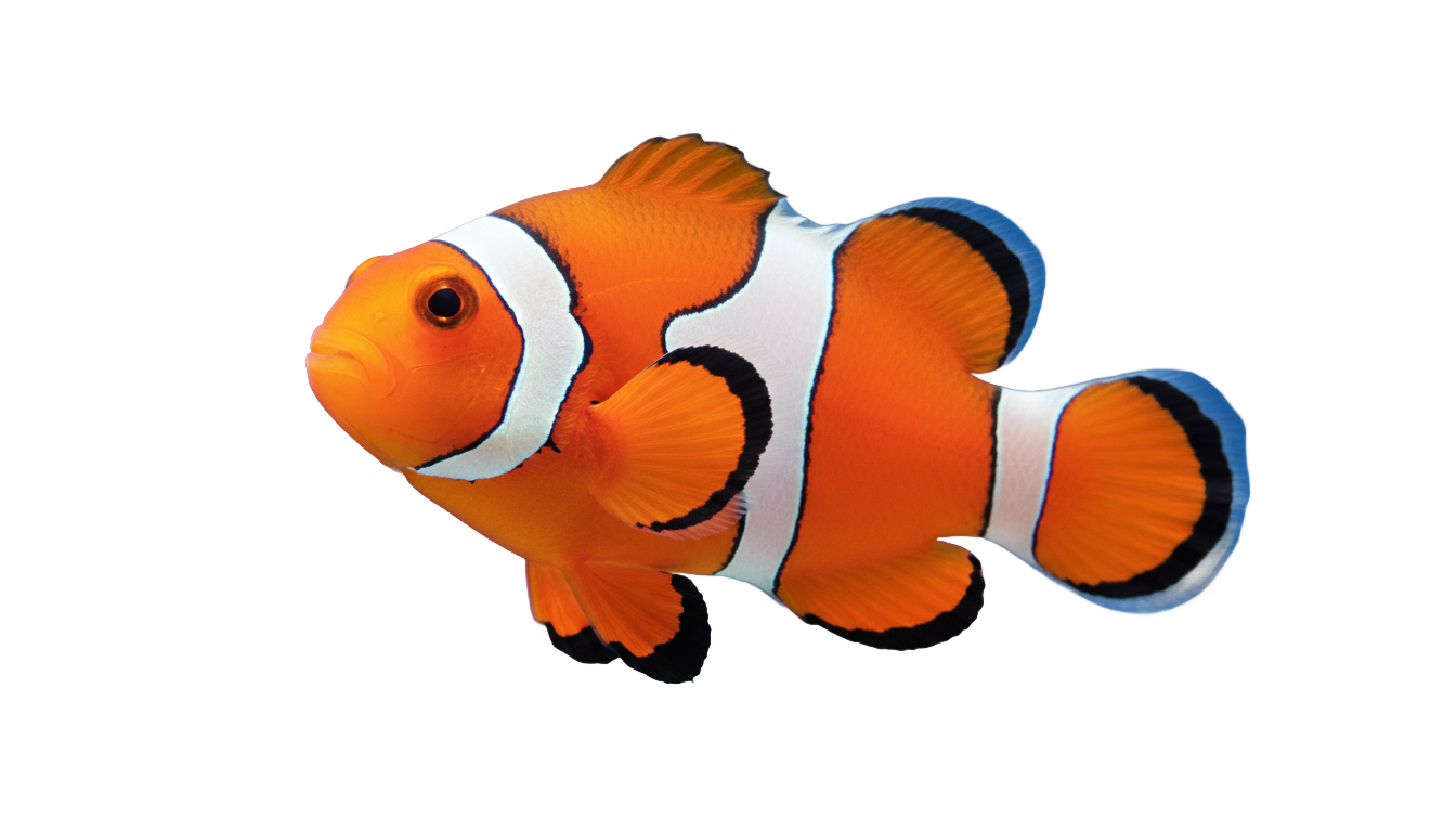 clown fish vector png PNG transparent background