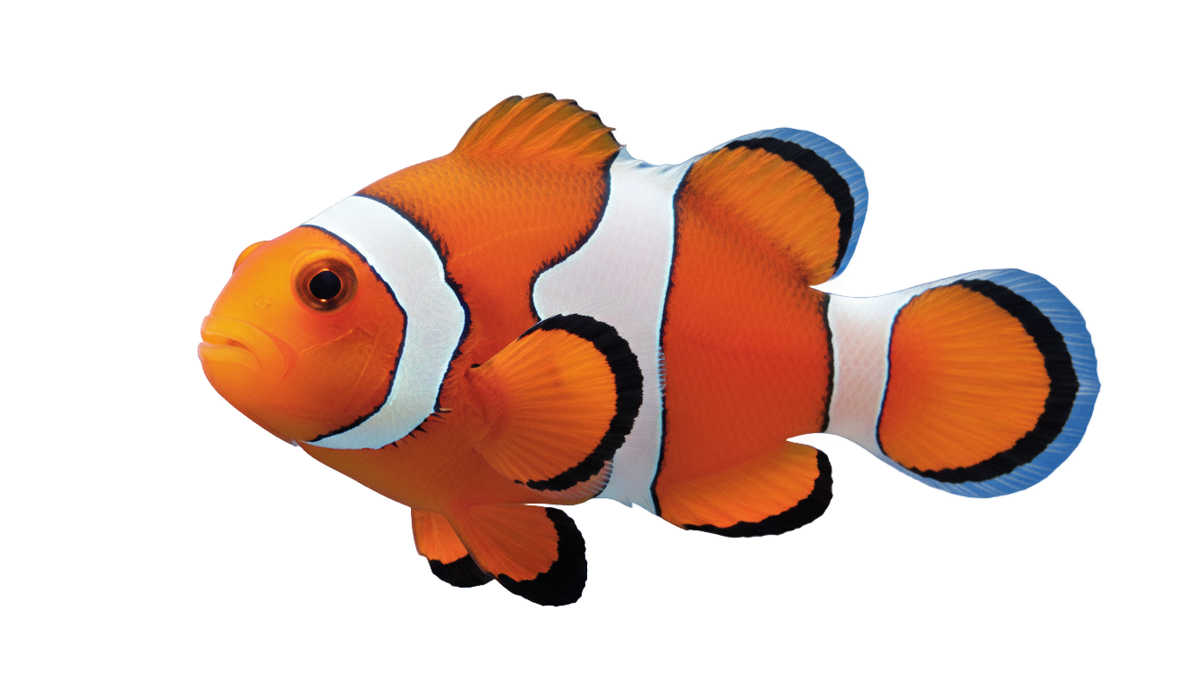 clown fish vector png PNG transparent background