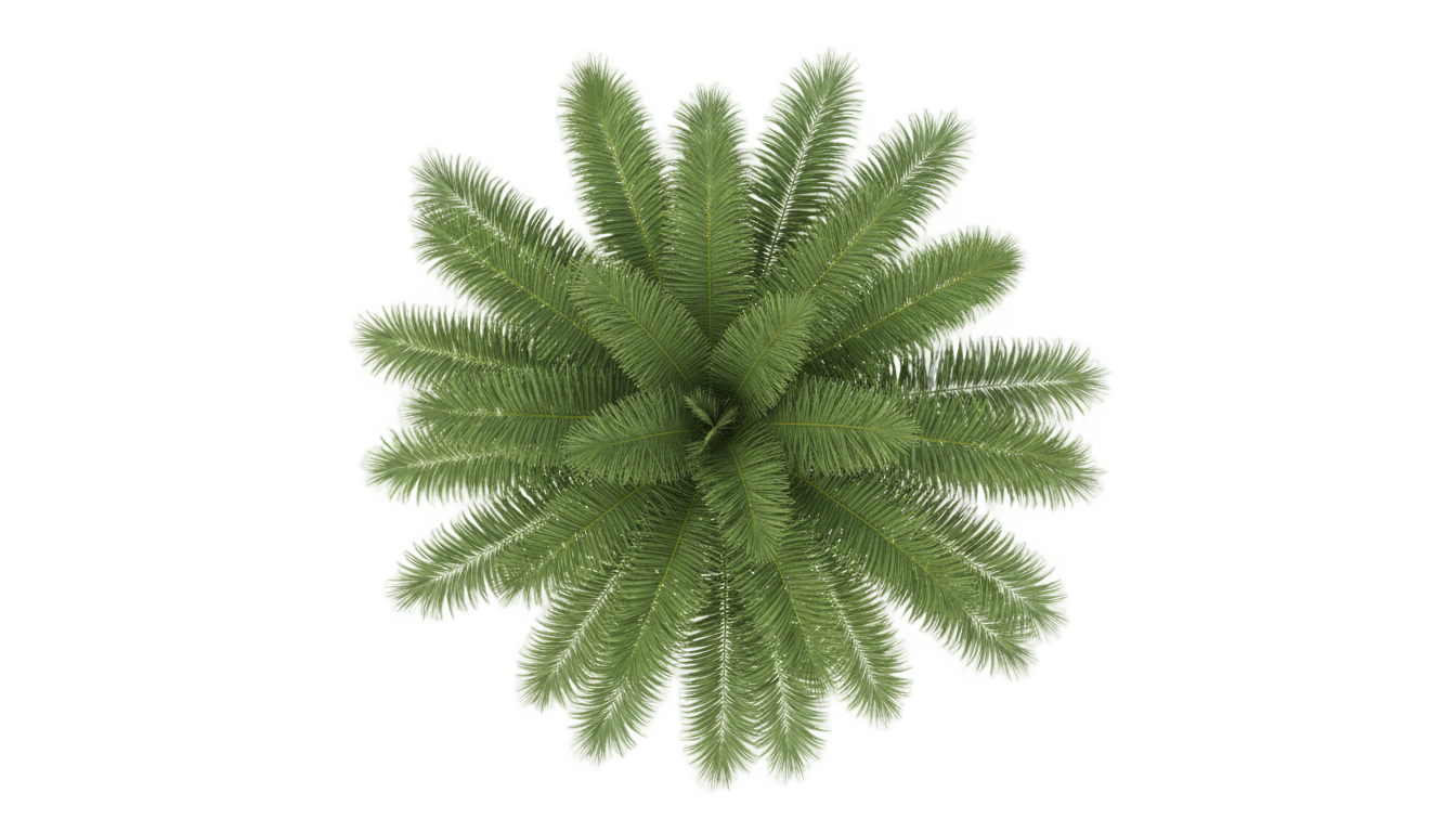 palm tree top view png PNG transparent background