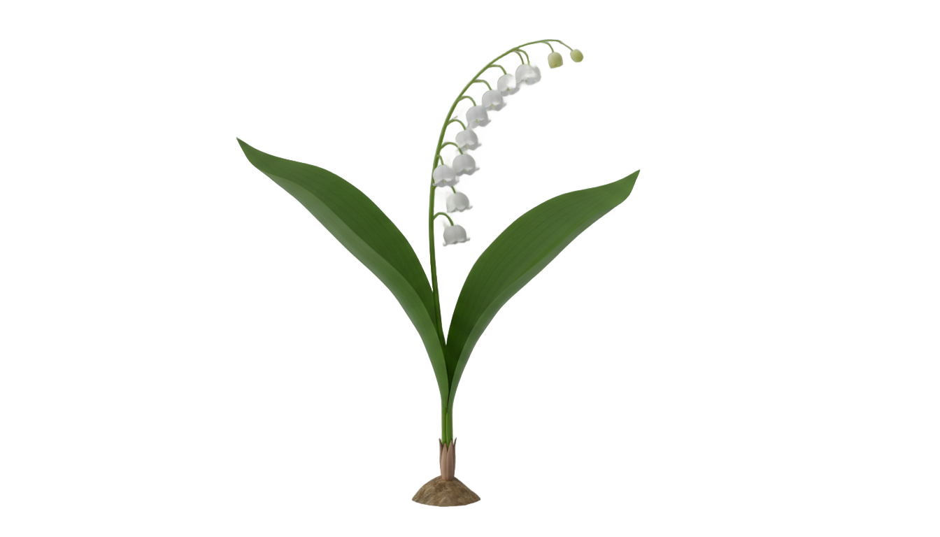 lily of the valley png PNG transparent background