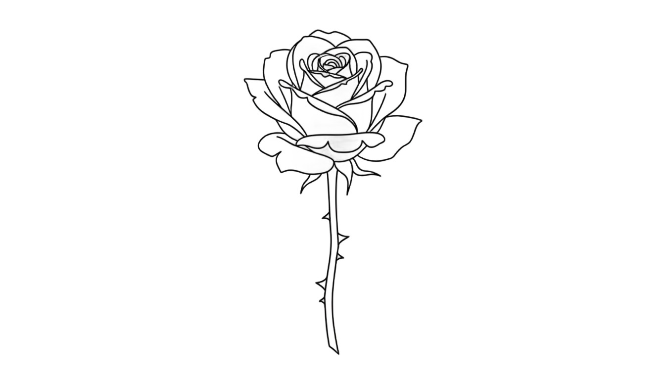 rose outline png PNG transparent background