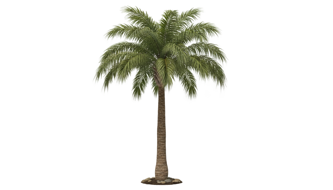 palm tree illustration png PNG transparent background