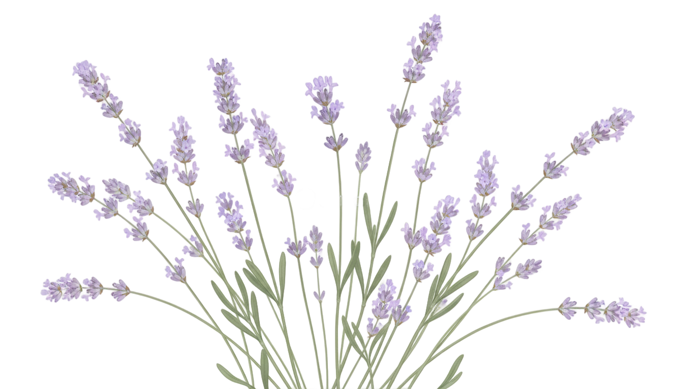 lavender overlay png PNG transparent background