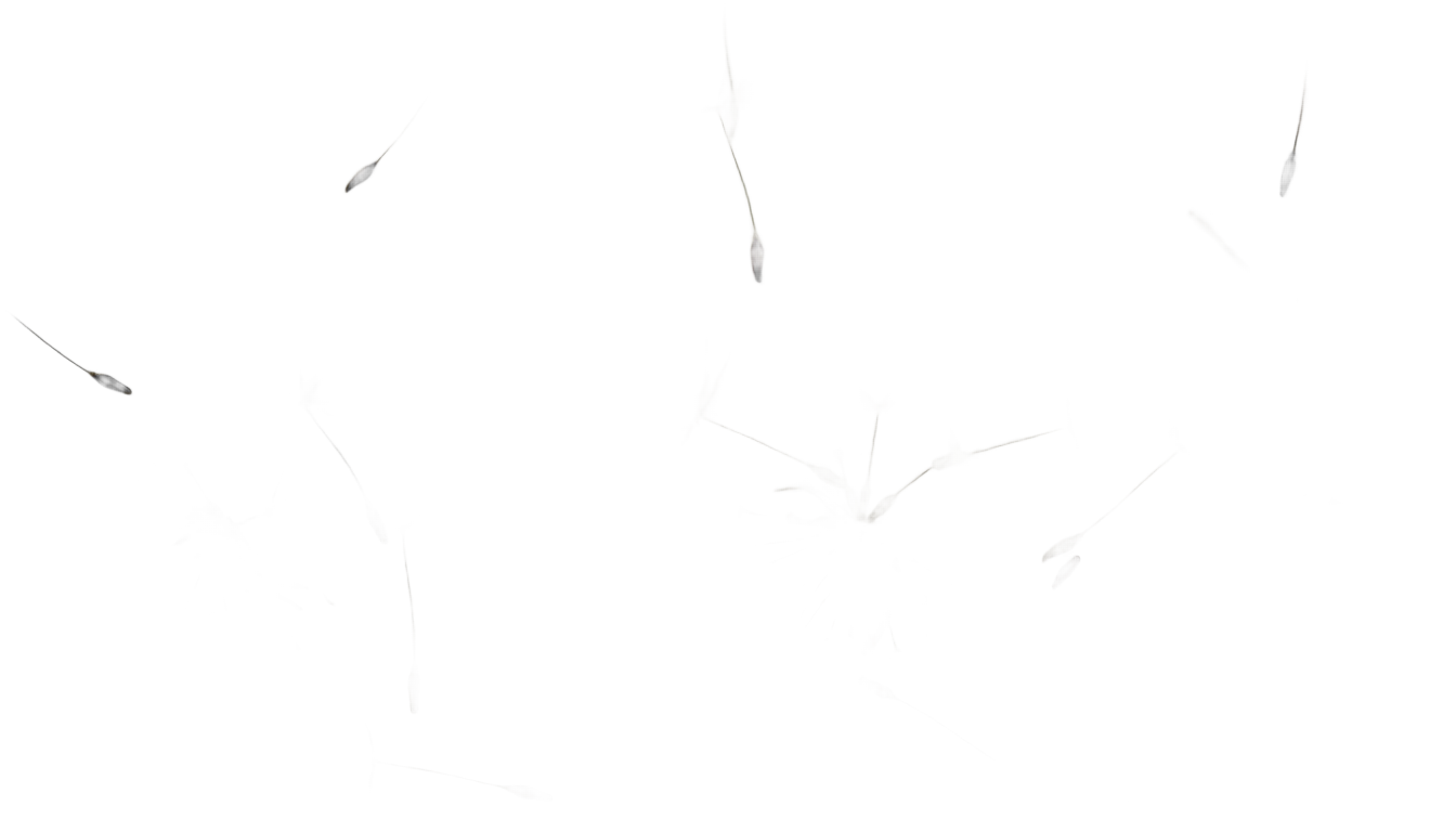 dandelion overlay png PNG transparent background