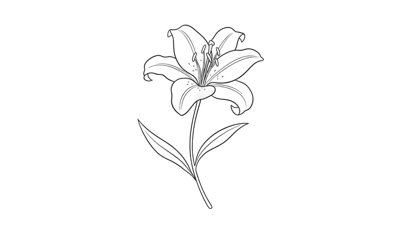 lily outline png PNG transparent background