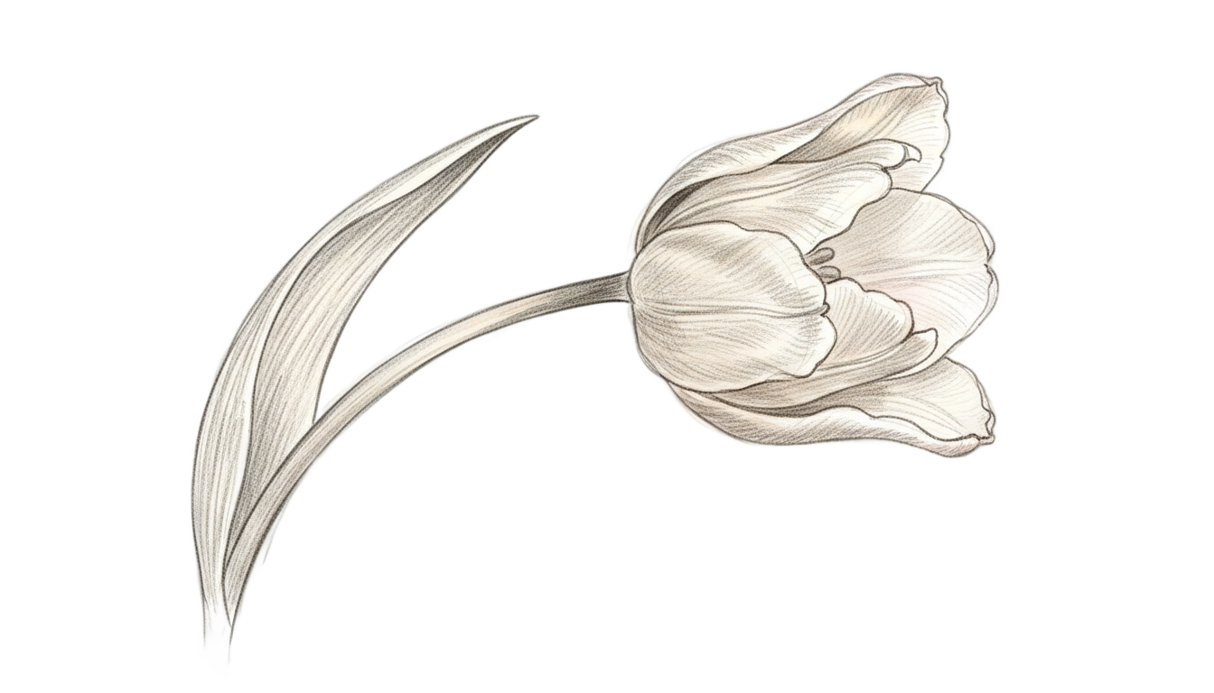 tulip drawing png PNG transparent background