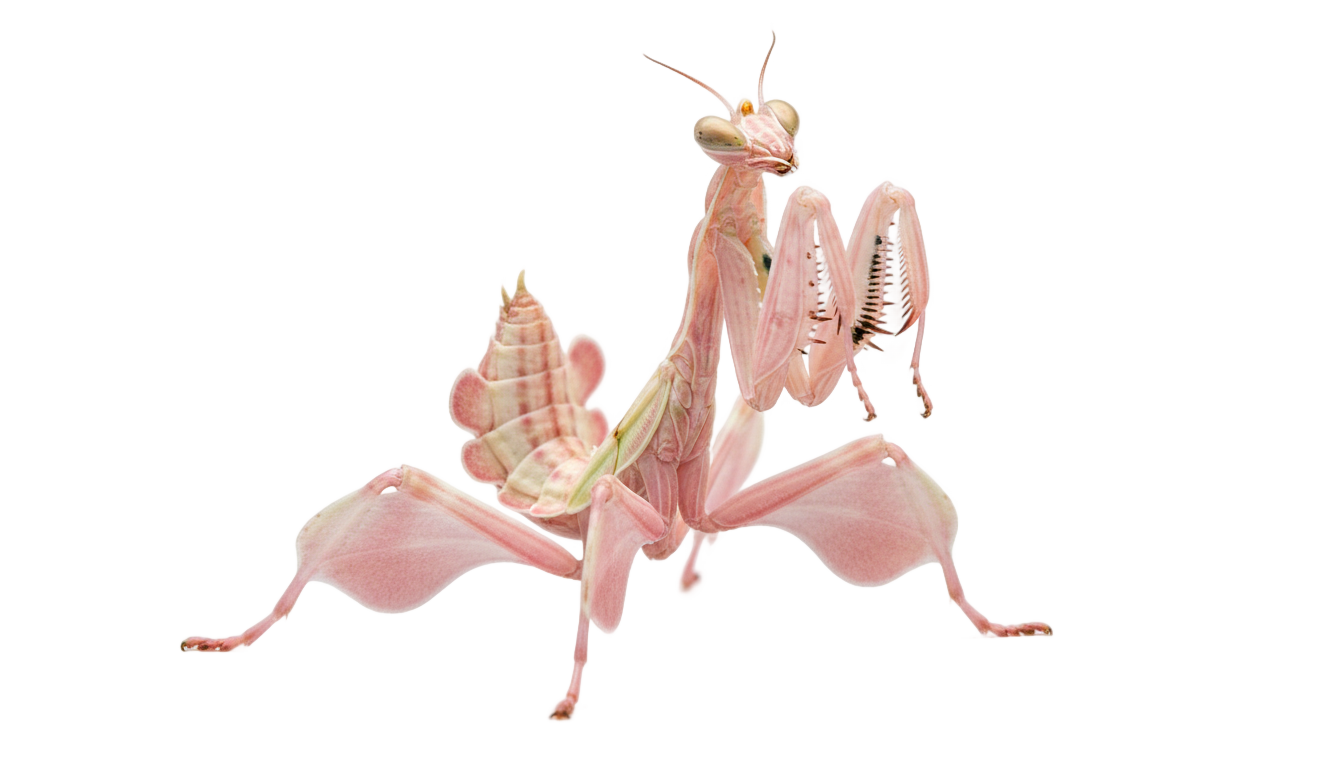 orchid mantis png PNG transparent background