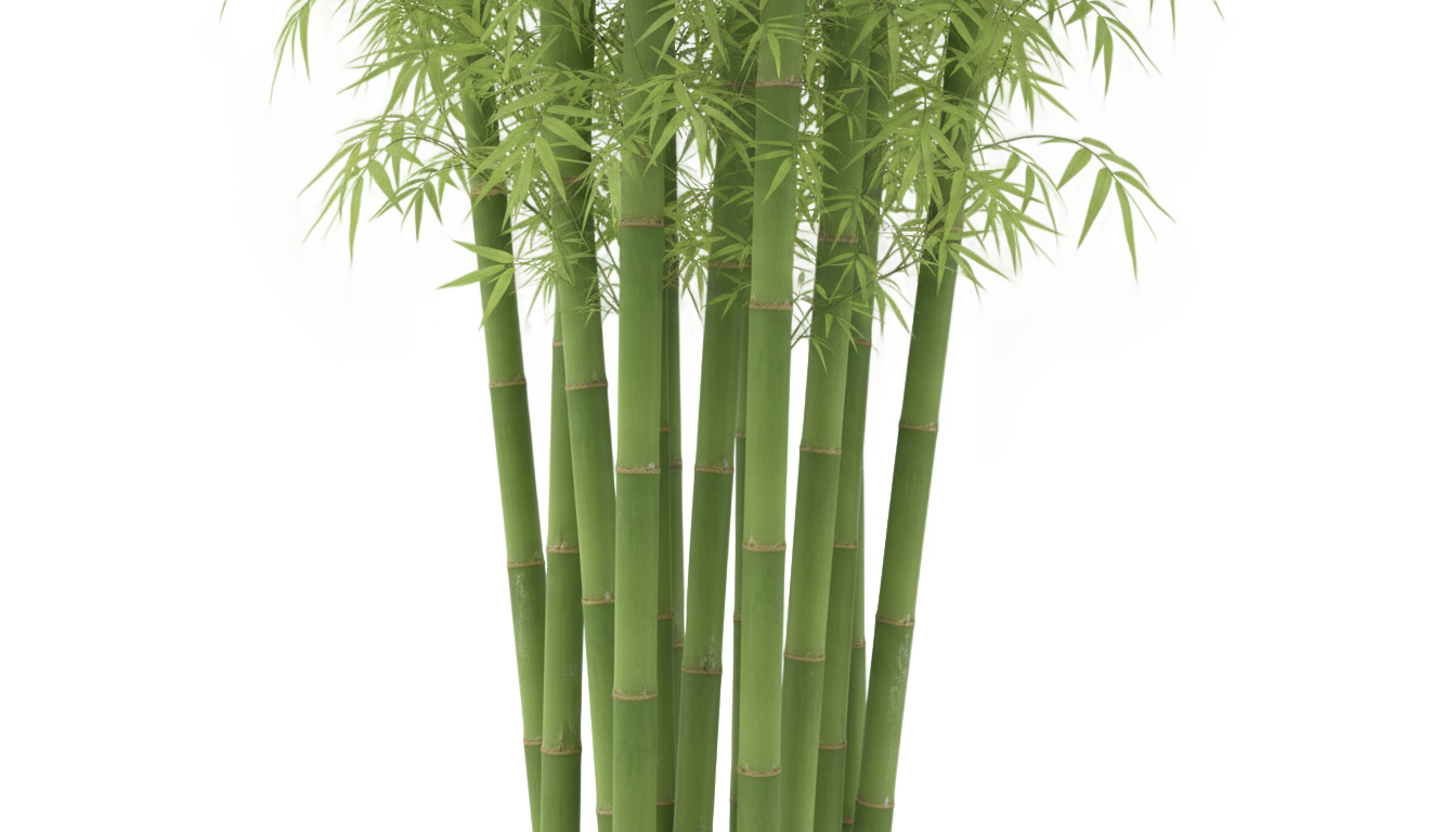 green bamboo png PNG transparent background