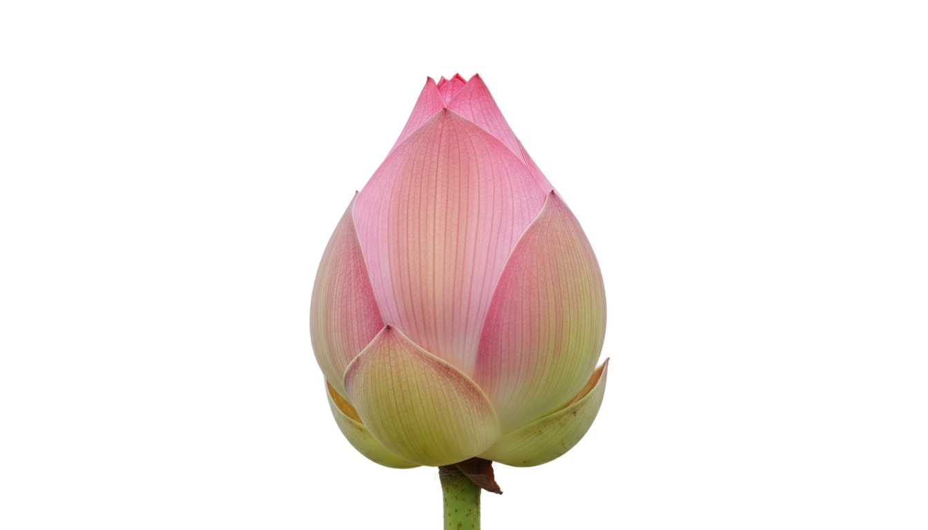 lotus bud png PNG transparent background