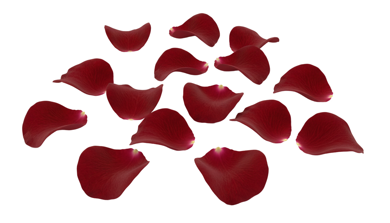 red rose petals png PNG transparent background