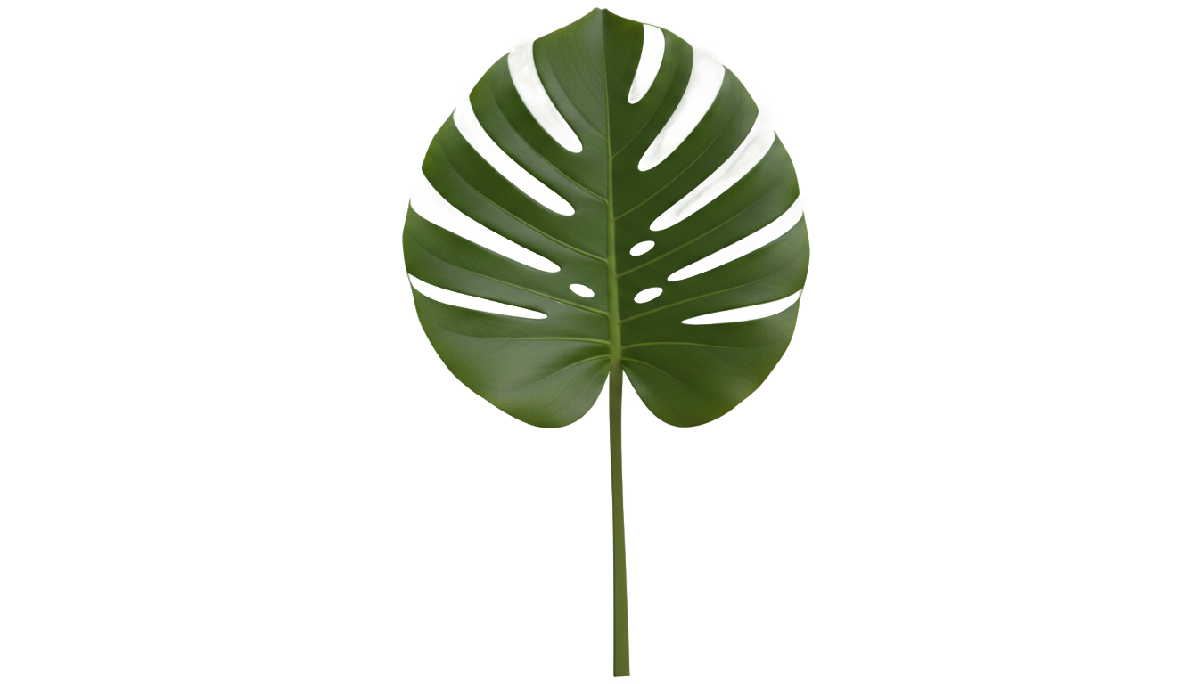 monstera clipart png PNG transparent background