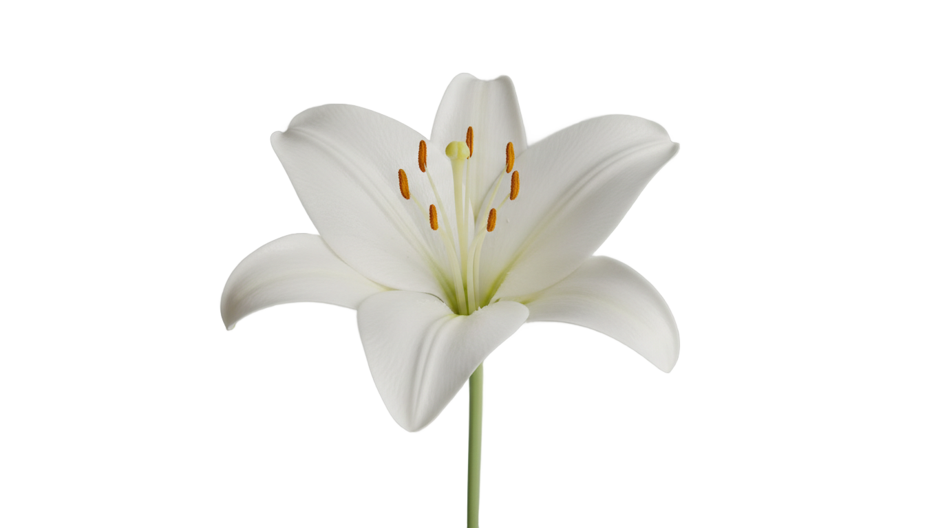 lily icon png PNG transparent background