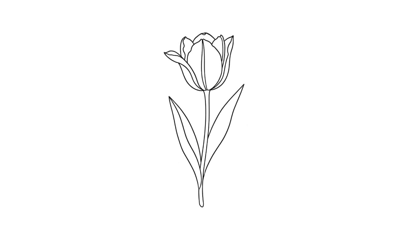 tulip line art png PNG transparent background