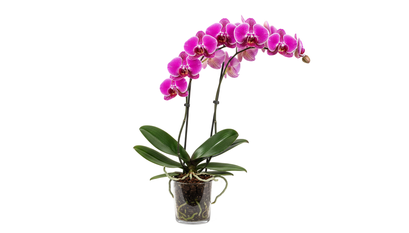 png orchid plants PNG transparent background