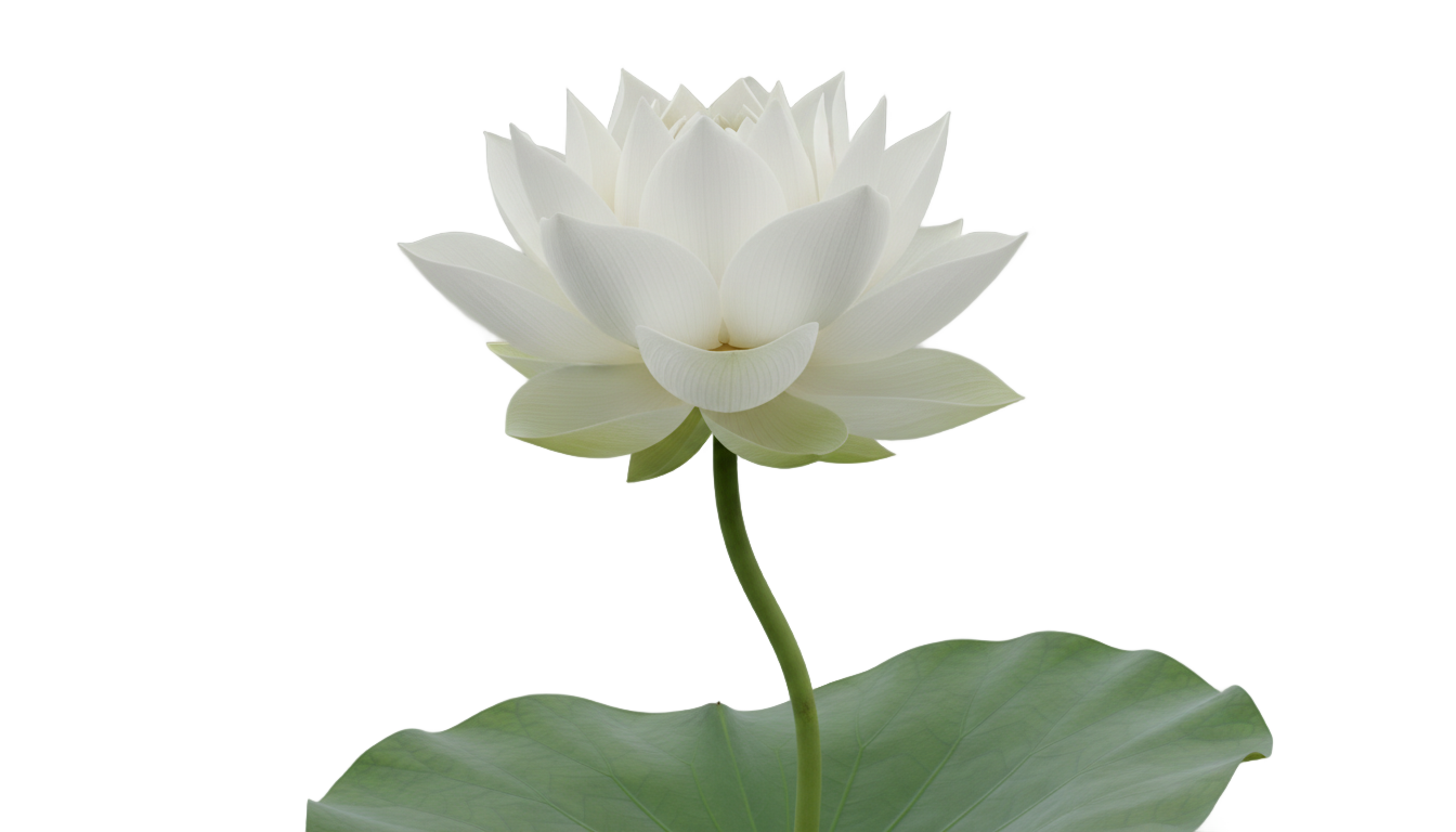 white lotus flower png PNG transparent background
