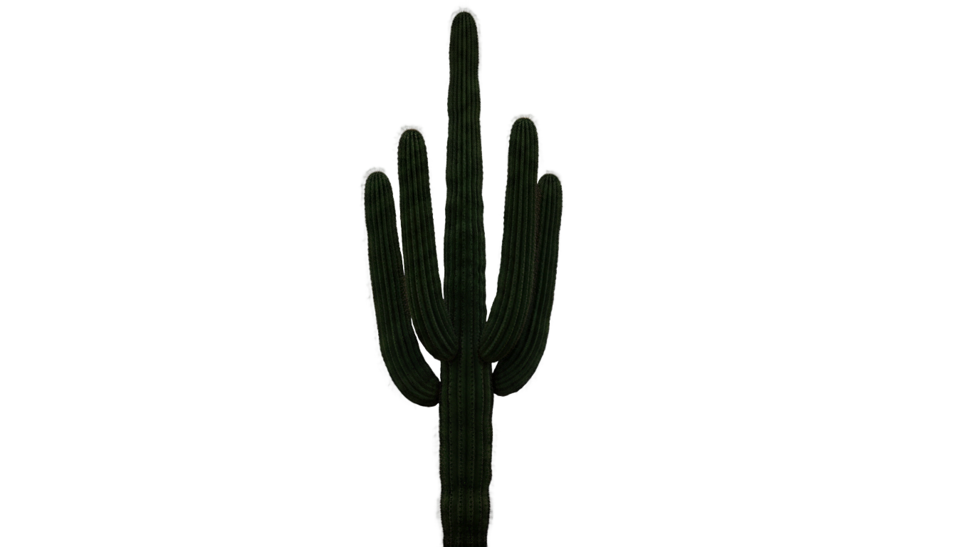 cactus plant png PNG transparent background